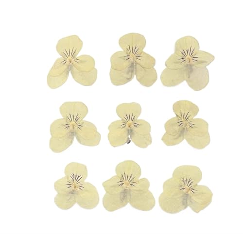 GMGQJST Trockenblumen 1Set Gepresste Getrocknete Corydalis Suaveolens Herbarbelege for Nail Art Gesicht Machen UP Epoxidharz Schmuck Rahmen Telefon Fall Handwerk DIY(Light Yellow,120pcs) von GMGQJST