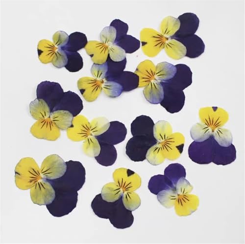 GMGQJST Trockenblumen 1Set Gepresste Getrocknete Corydalis Suaveolens Herbarbelege for Nail Art Gesicht Machen UP Epoxidharz Schmuck Rahmen Telefon Fall Handwerk DIY(Violet,60pcs) von GMGQJST