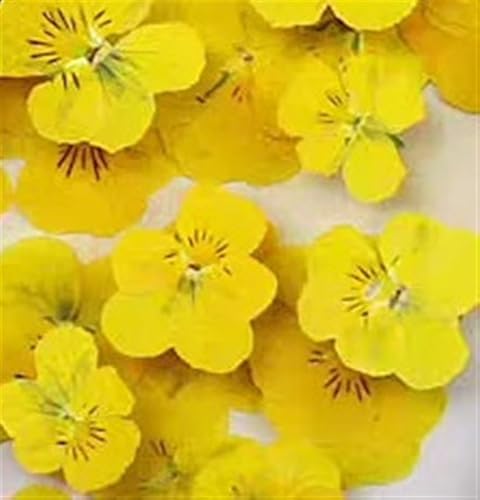 GMGQJST Trockenblumen 1Set Gepresste Getrocknete Corydalis Suaveolens Herbarbelege for Nail Art Gesicht Machen UP Epoxidharz Schmuck Rahmen Telefon Fall Handwerk DIY(Yellow,60pcs) von GMGQJST