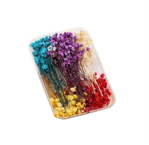 GMGQJST Trockenblumen 2 Box künstliche Pflanzen natürliche echte getrocknete Blumen for Kerzenform Epoxidharz DIY Herstellung Dekoration Wohnaccessoires Handwerk(Color-15) von GMGQJST