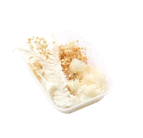 GMGQJST Trockenblumen 2 Box künstliche Pflanzen natürliche echte getrocknete Blumen for Kerzenform Epoxidharz DIY Herstellung Dekoration Wohnaccessoires Handwerk(Color-6) von GMGQJST