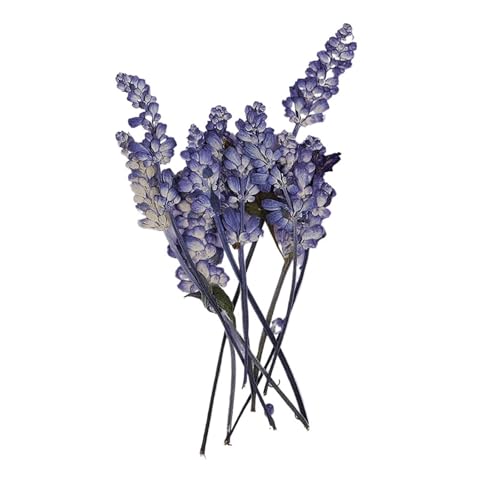 GMGQJST Trockenblumen 20 Stück gepresste Salvia-Presse, getrocknete Blumenfüller for Epoxidharz, Schmuckbasteln GMGQJST Trockenblumen 20 Stück gepresste Salvia-Presse, getrocknete Blumenfüller for Epoxidharz, Schmuckbasteln von GMGQJST