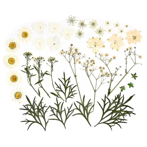 GMGQJST Trockenblumen 2er-Set Trockenblumen, Gießharz-Füllmaterial, gepresste Trockenblumen, DIY-Kerzen, Harzanhänger, Halskette, Schmuckherstellung, Bastelzubehör(Dried Flowers 02) von GMGQJST