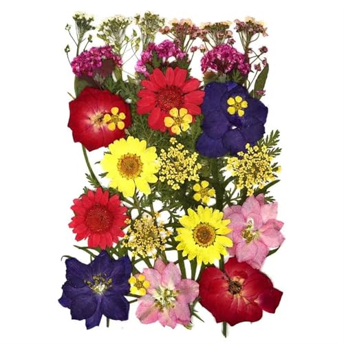 GMGQJST Trockenblumen 2er-Set Trockenblumen, Gießharz-Füllmaterial, gepresste Trockenblumen, DIY-Kerzen, Harzanhänger, Halskette, Schmuckherstellung, Bastelzubehör(Dried Flowers 05) von GMGQJST