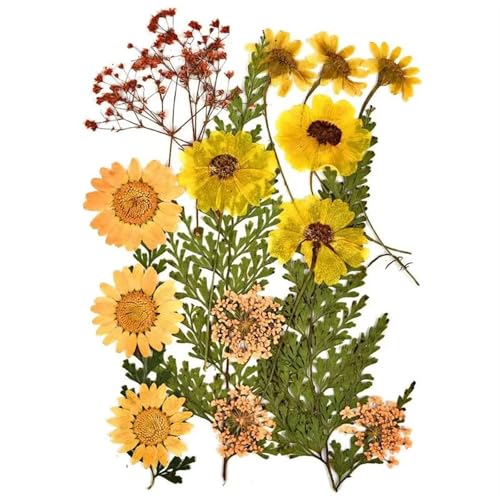 GMGQJST Trockenblumen 2er-Set Trockenblumen, Gießharz-Füllmaterial, gepresste Trockenblumen, DIY-Kerzen, Harzanhänger, Halskette, Schmuckherstellung, Bastelzubehör(Dried Flowers 08) von GMGQJST