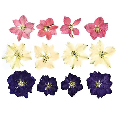 GMGQJST Trockenblumen 2er-Set Trockenblumen, Gießharz-Füllmaterial, gepresste Trockenblumen, DIY-Kerzen, Harzanhänger, Halskette, Schmuckherstellung, Bastelzubehör(Dried Flowers 09) von GMGQJST