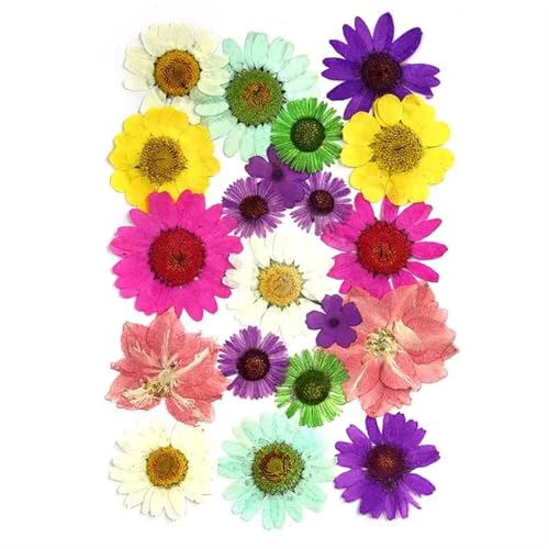 GMGQJST Trockenblumen 2er-Set Trockenblumen, Gießharz-Füllmaterial, gepresste Trockenblumen, DIY-Kerzen, Harzanhänger, Halskette, Schmuckherstellung, Bastelzubehör(Dried Flowers 12) von GMGQJST