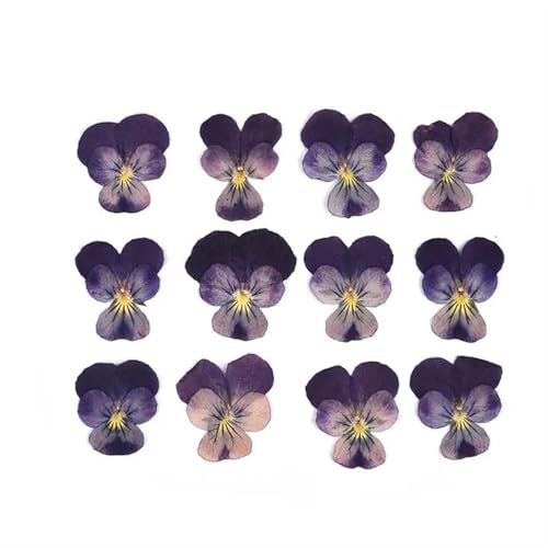 GMGQJST Trockenblumen 2er-Set Trockenblumen, Gießharz-Füllmaterial, gepresste Trockenblumen, DIY-Kerzen, Harzanhänger, Halskette, Schmuckherstellung, Bastelzubehör(Dried Flowers 13) von GMGQJST