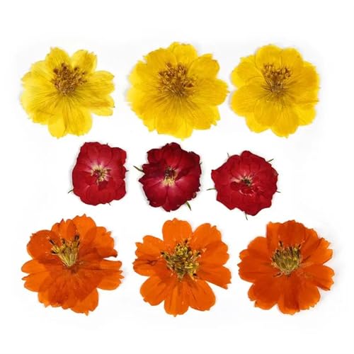 GMGQJST Trockenblumen 2er-Set Trockenblumen, Gießharz-Füllmaterial, gepresste Trockenblumen, DIY-Kerzen, Harzanhänger, Halskette, Schmuckherstellung, Bastelzubehör(Dried Flowers 14) von GMGQJST