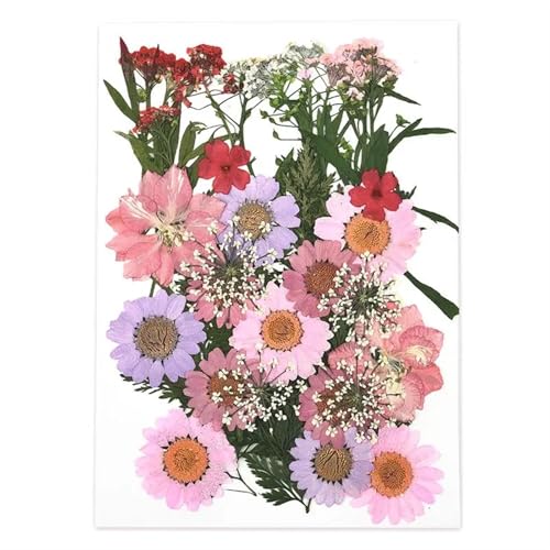 GMGQJST Trockenblumen 2er-Set Trockenblumen, Gießharz-Füllmaterial, gepresste Trockenblumen, DIY-Kerzen, Harzanhänger, Halskette, Schmuckherstellung, Bastelzubehör(Dried Flowers 17) von GMGQJST