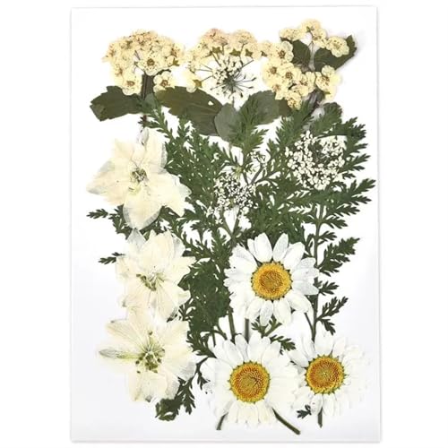 GMGQJST Trockenblumen 2er-Set Trockenblumen, Gießharz-Füllmaterial, gepresste Trockenblumen, DIY-Kerzen, Harzanhänger, Halskette, Schmuckherstellung, Bastelzubehör(Dried Flowers 19) von GMGQJST