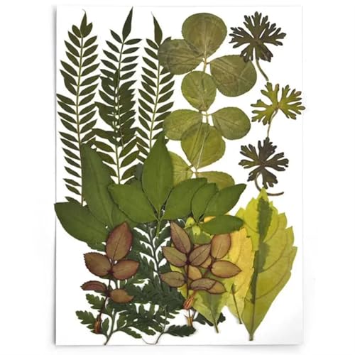 GMGQJST Trockenblumen 2er-Set Trockenblumen, Gießharz-Füllmaterial, gepresste Trockenblumen, DIY-Kerzen, Harzanhänger, Halskette, Schmuckherstellung, Bastelzubehör(Dried Flowers 23) von GMGQJST