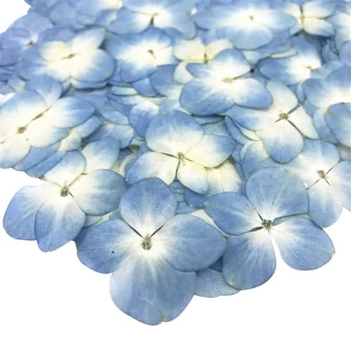GMGQJST Trockenblumen 48 stücke Getrocknete Blume Epoxidharz 12 Stücke DIY Gedrückt Anlage Probe Telefon Decor Zubehör(Blue) von GMGQJST