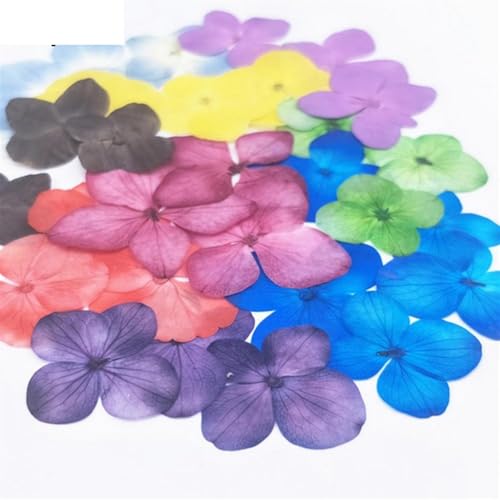 GMGQJST Trockenblumen 48 stücke Getrocknete Blume Epoxidharz 12 Stücke DIY Gedrückt Anlage Probe Telefon Decor Zubehör(Colorful) von GMGQJST