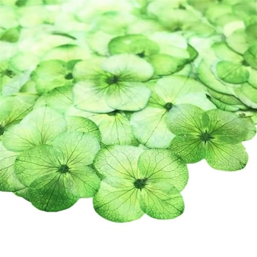 GMGQJST Trockenblumen 48 stücke Getrocknete Blume Epoxidharz 12 Stücke DIY Gedrückt Anlage Probe Telefon Decor Zubehör(Green) von GMGQJST