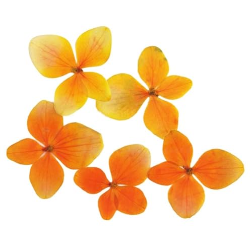 GMGQJST Trockenblumen 48 stücke Getrocknete Blume Epoxidharz 12 Stücke DIY Gedrückt Anlage Probe Telefon Decor Zubehör(Orange) von GMGQJST
