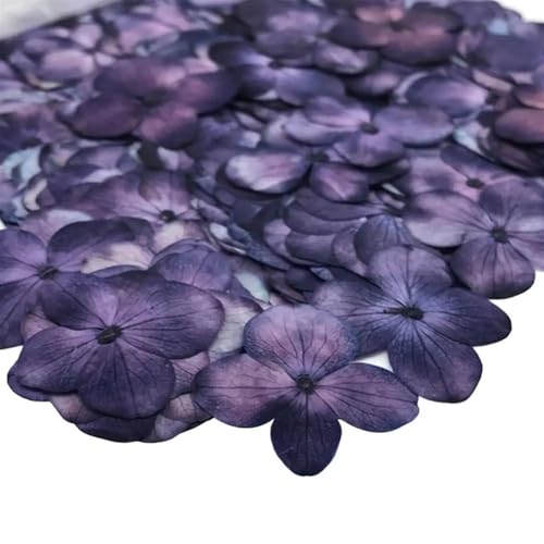 GMGQJST Trockenblumen 48 stücke Getrocknete Blume Epoxidharz 12 Stücke DIY Gedrückt Anlage Probe Telefon Decor Zubehör(Purple) von GMGQJST