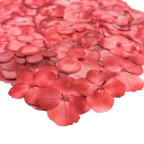 GMGQJST Trockenblumen 48 stücke Getrocknete Blume Epoxidharz 12 Stücke DIY Gedrückt Anlage Probe Telefon Decor Zubehör(Red) von GMGQJST