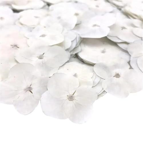 GMGQJST Trockenblumen 48 stücke Getrocknete Blume Epoxidharz 12 Stücke DIY Gedrückt Anlage Probe Telefon Decor Zubehör(White) von GMGQJST
