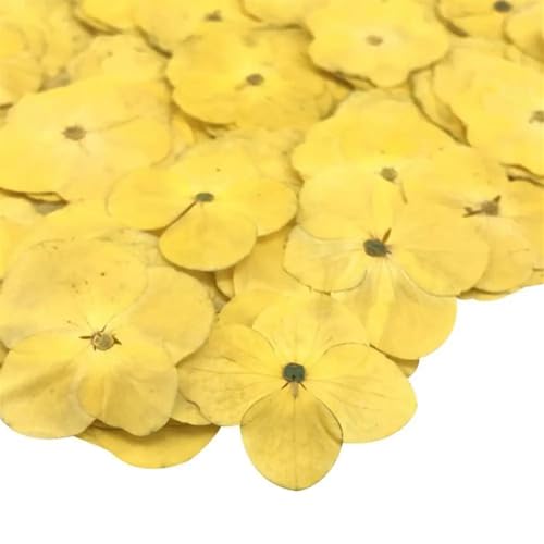 GMGQJST Trockenblumen 48 stücke Getrocknete Blume Epoxidharz 12 Stücke DIY Gedrückt Anlage Probe Telefon Decor Zubehör(Yellow) von GMGQJST