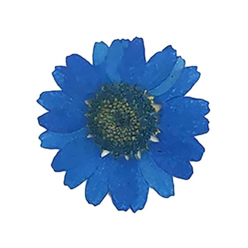 GMGQJST Trockenblumen DIY Epoxidharz 36 Stück natürliche Blume gepresst getrocknet Nagel Handwerk Telefon Dekoration(Blue) von GMGQJST