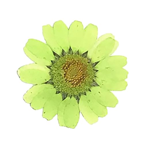 GMGQJST Trockenblumen DIY Epoxidharz 36 Stück natürliche Blume gepresst getrocknet Nagel Handwerk Telefon Dekoration(Light Green) von GMGQJST