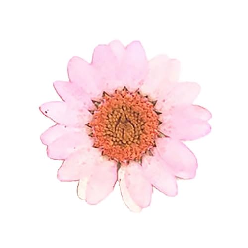 GMGQJST Trockenblumen DIY Epoxidharz 36 Stück natürliche Blume gepresst getrocknet Nagel Handwerk Telefon Dekoration(Light Pink) von GMGQJST