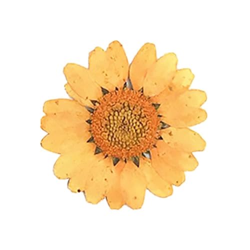 GMGQJST Trockenblumen DIY Epoxidharz 36 Stück natürliche Blume gepresst getrocknet Nagel Handwerk Telefon Dekoration(Orange) von GMGQJST