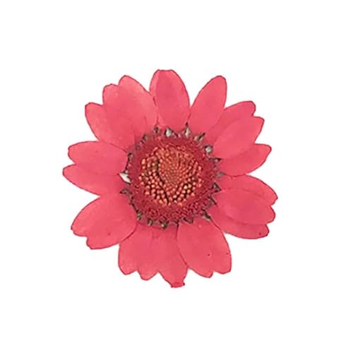 GMGQJST Trockenblumen DIY Epoxidharz 36 Stück natürliche Blume gepresst getrocknet Nagel Handwerk Telefon Dekoration(Red) von GMGQJST