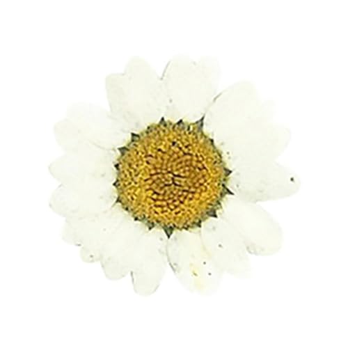 GMGQJST Trockenblumen DIY Epoxidharz 36 Stück natürliche Blume gepresst getrocknet Nagel Handwerk Telefon Dekoration(White) von GMGQJST