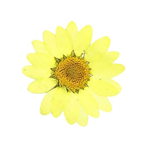 GMGQJST Trockenblumen DIY Epoxidharz 36 Stück natürliche Blume gepresst getrocknet Nagel Handwerk Telefon Dekoration(Yellow) von GMGQJST