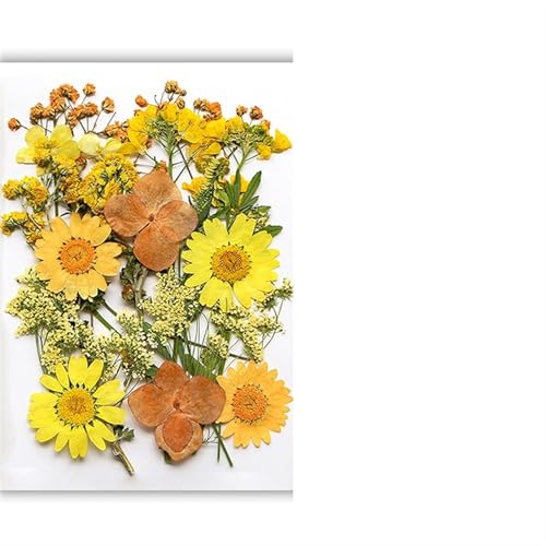 GMGQJST Trockenblumen Getrocknete Blumen, echte natürliche Pflanze, gepresste Blume for Füllen von Epoxidharz, DIY, Nagelkunst, Kunsthandwerk, Schmuckherstellung(Color-B) von GMGQJST