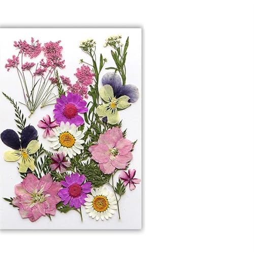 GMGQJST Trockenblumen Getrocknete Blumen, echte natürliche Pflanze, gepresste Blume for Füllen von Epoxidharz, DIY, Nagelkunst, Kunsthandwerk, Schmuckherstellung(Color-C) von GMGQJST