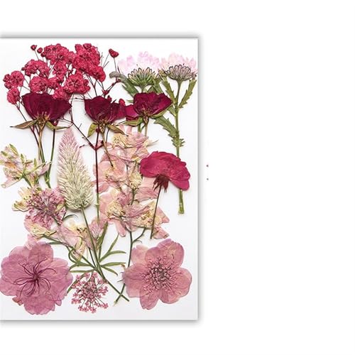 GMGQJST Trockenblumen Getrocknete Blumen, echte natürliche Pflanze, gepresste Blume for Füllen von Epoxidharz, DIY, Nagelkunst, Kunsthandwerk, Schmuckherstellung(Color-F) von GMGQJST