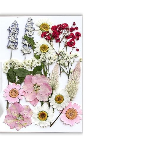 GMGQJST Trockenblumen Getrocknete Blumen, echte natürliche Pflanze, gepresste Blume for Füllen von Epoxidharz, DIY, Nagelkunst, Kunsthandwerk, Schmuckherstellung(Color-G) von GMGQJST