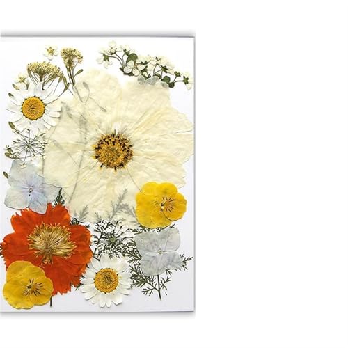 GMGQJST Trockenblumen Getrocknete Blumen, echte natürliche Pflanze, gepresste Blume for Füllen von Epoxidharz, DIY, Nagelkunst, Kunsthandwerk, Schmuckherstellung(Color-H) von GMGQJST