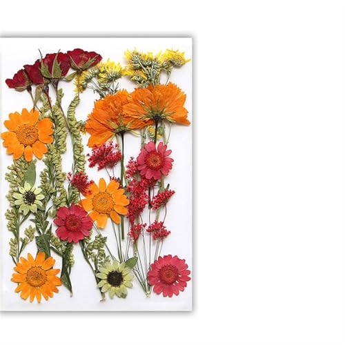 GMGQJST Trockenblumen Getrocknete Blumen, echte natürliche Pflanze, gepresste Blume for Füllen von Epoxidharz, DIY, Nagelkunst, Kunsthandwerk, Schmuckherstellung(Color-I) von GMGQJST