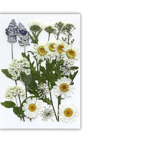 GMGQJST Trockenblumen Getrocknete Blumen, echte natürliche Pflanze, gepresste Blume for Füllen von Epoxidharz, DIY, Nagelkunst, Kunsthandwerk, Schmuckherstellung(Color-J) von GMGQJST