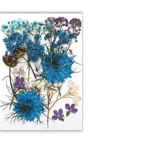 GMGQJST Trockenblumen Getrocknete Blumen, echte natürliche Pflanze, gepresste Blume for Füllen von Epoxidharz, DIY, Nagelkunst, Kunsthandwerk, Schmuckherstellung(Color-K) von GMGQJST
