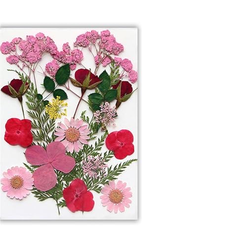 GMGQJST Trockenblumen Getrocknete Blumen, echte natürliche Pflanze, gepresste Blume for Füllen von Epoxidharz, DIY, Nagelkunst, Kunsthandwerk, Schmuckherstellung(Color-M) von GMGQJST