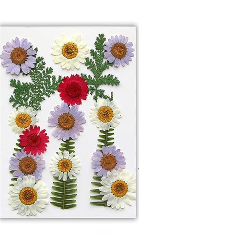 GMGQJST Trockenblumen Getrocknete Blumen, echte natürliche Pflanze, gepresste Blume for Füllen von Epoxidharz, DIY, Nagelkunst, Kunsthandwerk, Schmuckherstellung(Color-N) von GMGQJST
