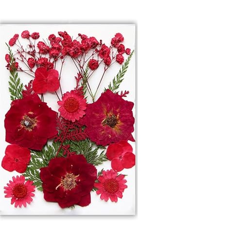 GMGQJST Trockenblumen Getrocknete Blumen, echte natürliche Pflanze, gepresste Blume for Füllen von Epoxidharz, DIY, Nagelkunst, Kunsthandwerk, Schmuckherstellung(Color-O) von GMGQJST