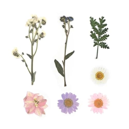 GMGQJST Trockenblumen Getrocknete Blumen for DIY-Kunsthandwerk, Epoxidharz, Kerzenherstellung, ewige Blumen, Lesezeichen, gepresste Blumen, Heimdekoration, Kunsthandwerk(Dried Flowers 02) von GMGQJST