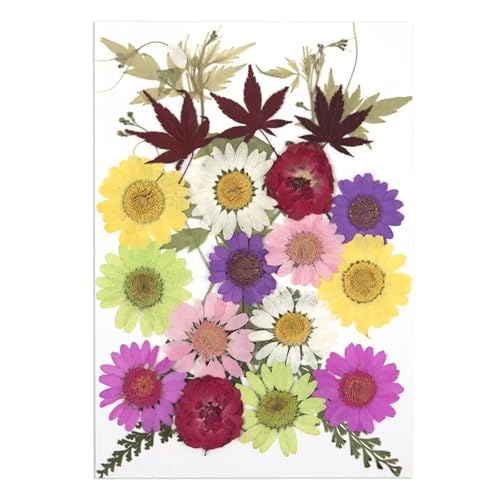 GMGQJST Trockenblumen Getrocknete Blumen for DIY-Kunsthandwerk, Epoxidharz, Kerzenherstellung, ewige Blumen, Lesezeichen, gepresste Blumen, Heimdekoration, Kunsthandwerk(Dried Flowers 03) von GMGQJST