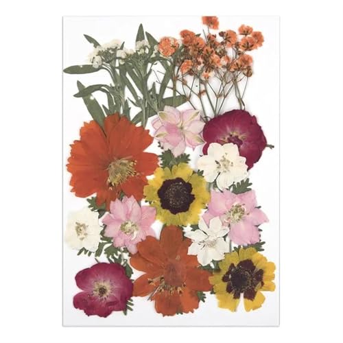 GMGQJST Trockenblumen Getrocknete Blumen for DIY-Kunsthandwerk, Epoxidharz, Kerzenherstellung, ewige Blumen, Lesezeichen, gepresste Blumen, Heimdekoration, Kunsthandwerk(Dried Flowers 04) von GMGQJST