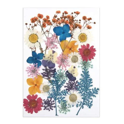 GMGQJST Trockenblumen Getrocknete Blumen for DIY-Kunsthandwerk, Epoxidharz, Kerzenherstellung, ewige Blumen, Lesezeichen, gepresste Blumen, Heimdekoration, Kunsthandwerk(Dried Flowers 06) von GMGQJST