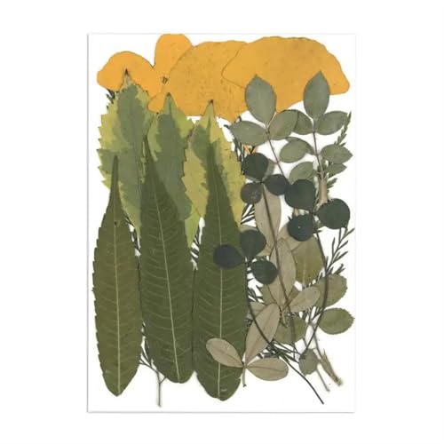 GMGQJST Trockenblumen Getrocknete Blumen for DIY-Kunsthandwerk, Epoxidharz, Kerzenherstellung, ewige Blumen, Lesezeichen, gepresste Blumen, Heimdekoration, Kunsthandwerk(Dried Flowers 07) von GMGQJST
