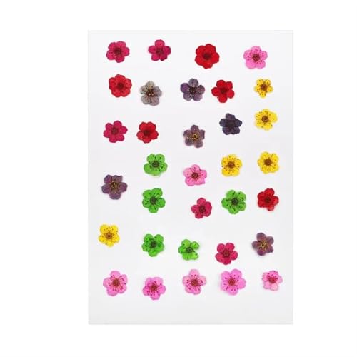 GMGQJST Trockenblumen Getrocknete Blumen for DIY-Kunsthandwerk, Epoxidharz, Kerzenherstellung, ewige Blumen, Lesezeichen, gepresste Blumen, Heimdekoration, Kunsthandwerk(Dried Flowers 10) von GMGQJST