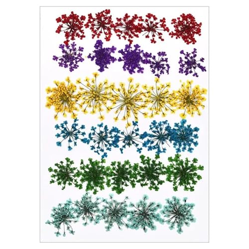 GMGQJST Trockenblumen Getrocknete Blumen for DIY-Kunsthandwerk, Epoxidharz, Kerzenherstellung, ewige Blumen, Lesezeichen, gepresste Blumen, Heimdekoration, Kunsthandwerk(Dried Flowers 13) von GMGQJST