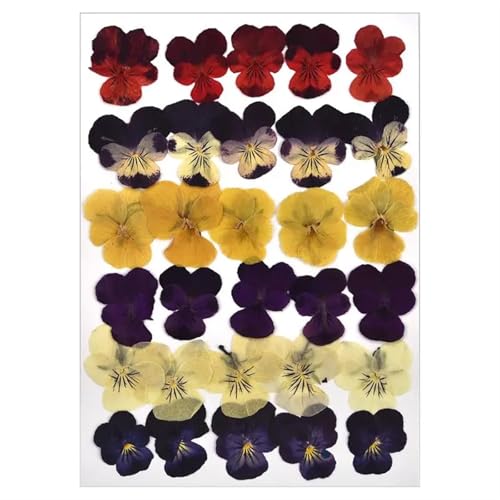 GMGQJST Trockenblumen Getrocknete Blumen for DIY-Kunsthandwerk, Epoxidharz, Kerzenherstellung, ewige Blumen, Lesezeichen, gepresste Blumen, Heimdekoration, Kunsthandwerk(Dried Flowers 14) von GMGQJST